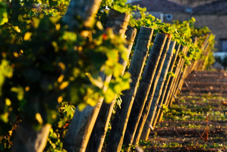 vignes domaine de la baume languedoc