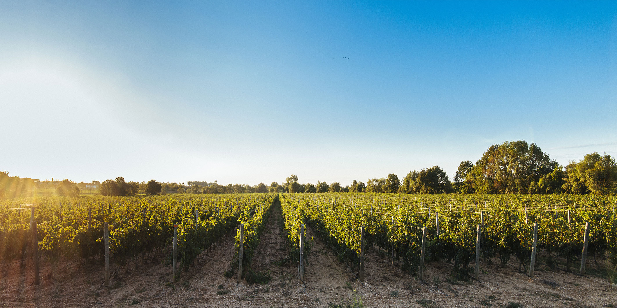 vignes languedoc