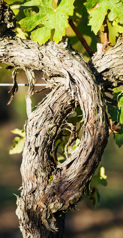 vigne domaine de la baume