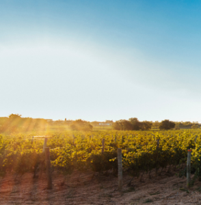 vignes domaine de la baume languedoc beziers