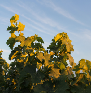 vignoble domaine de la baume languedoc pezenas