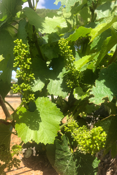 Vigne languedoc printemps