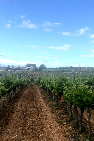 Domaine de la baume vignoble printemps