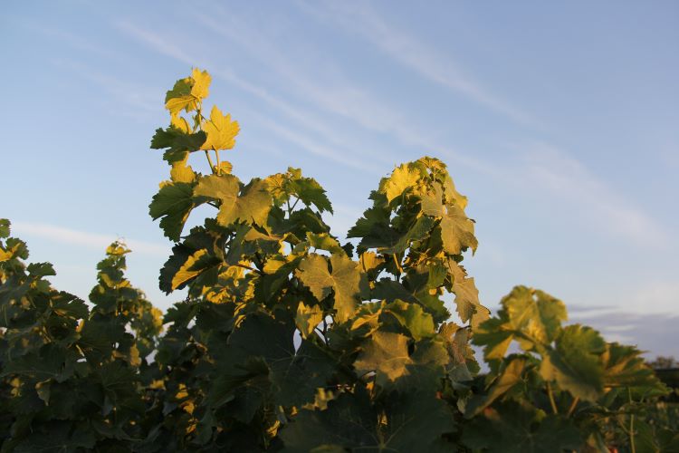 vignoble biterrois