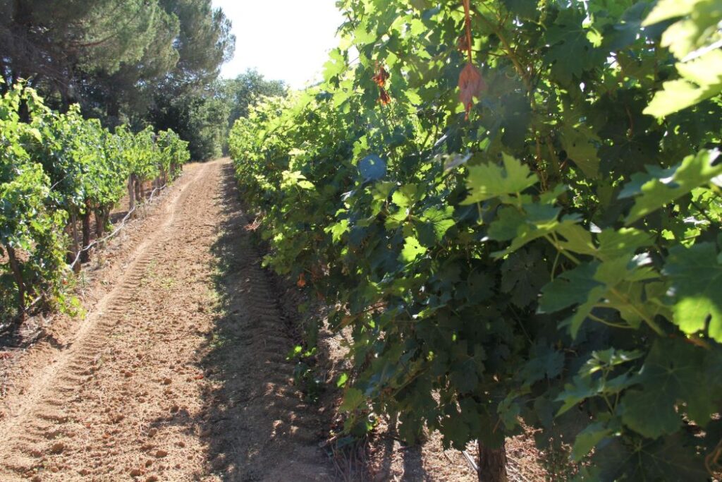 vignes la baume