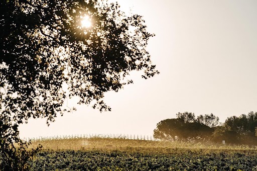 vignes ensoleillées