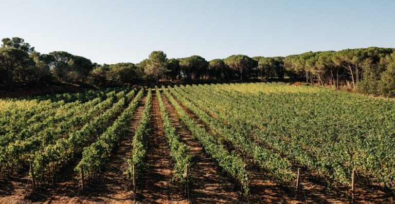Vendanges Domaine de la Baume