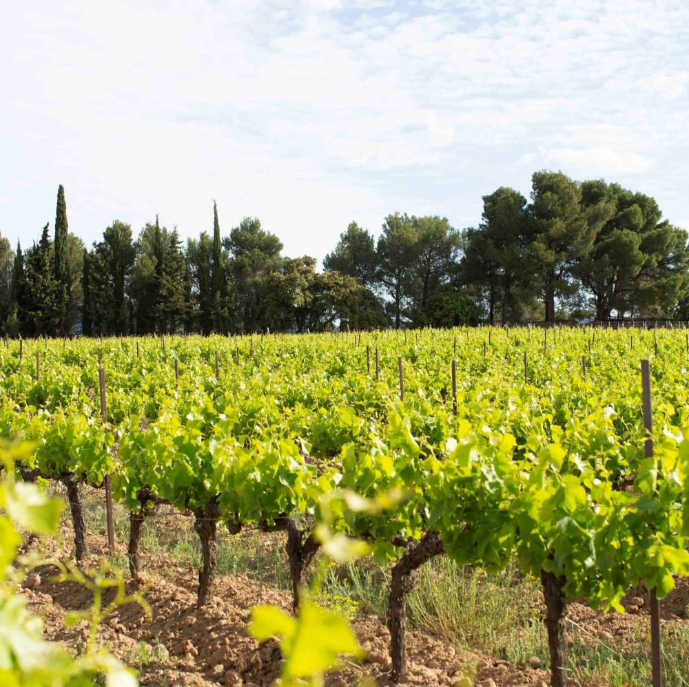 Vignoble Tholomies
