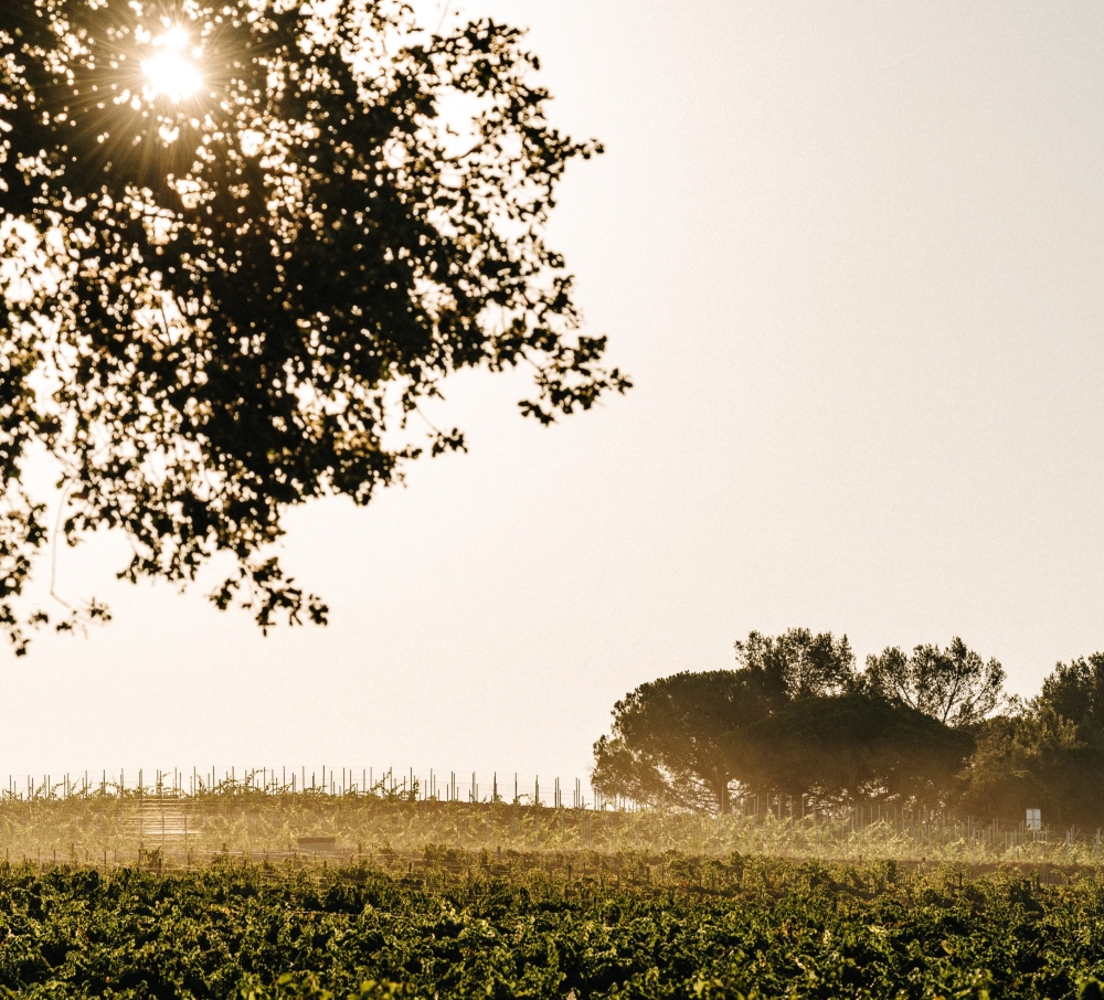 Vignes du Languedoc