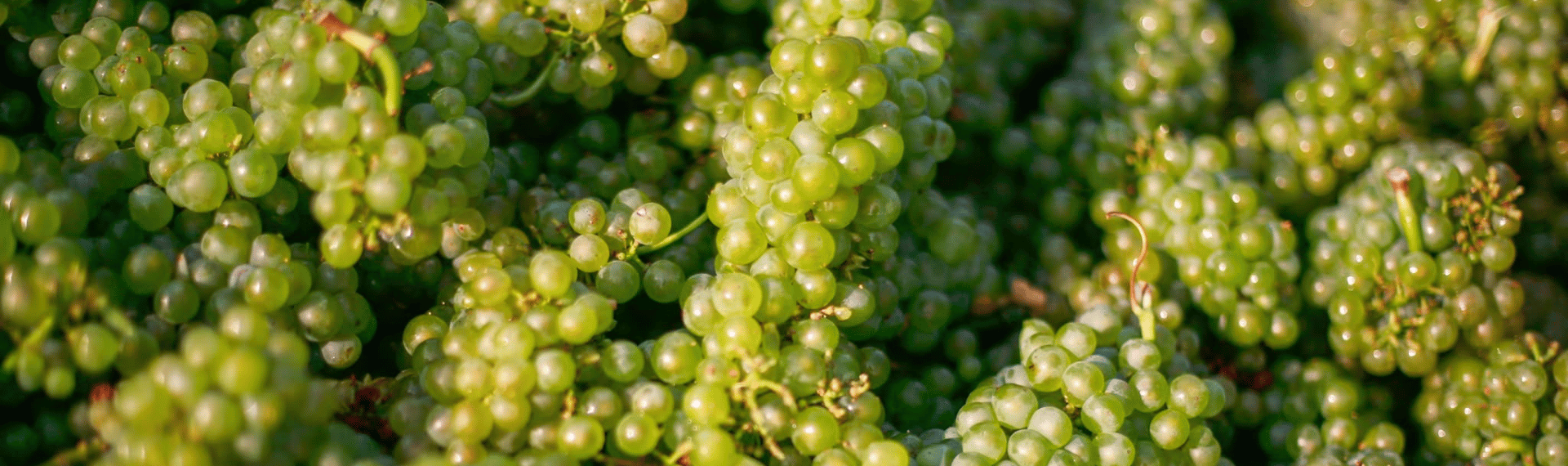 Vendanges Languedoc Roussillon