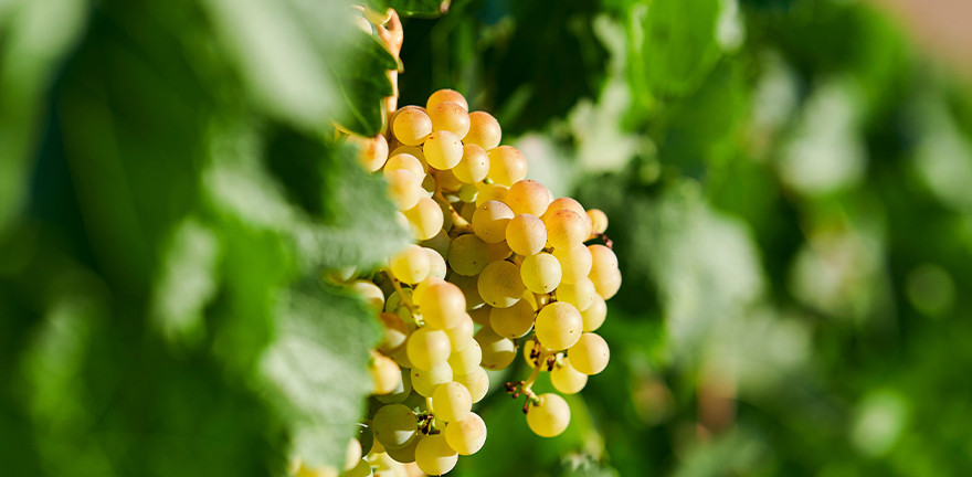 Vin Blanc du Languedoc : Viognier, etc | Domaine de la Baume
