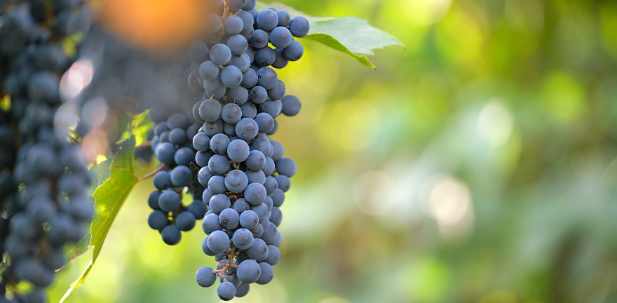 Vin Rouge du Languedoc : Merlot, etc | Domaine de la Baume